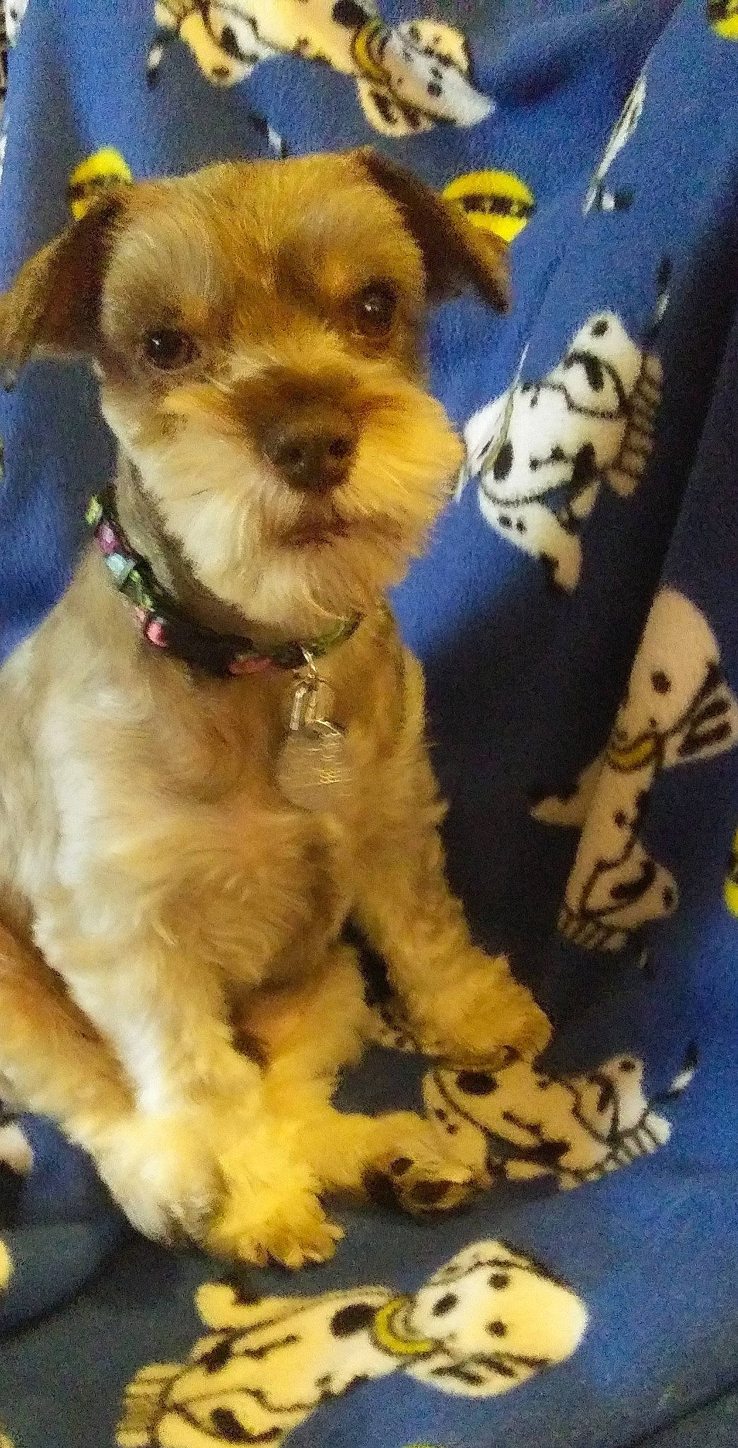 Hanky Panky joined the competition — help win amazing prizes! canidae, carnivore, collar, companion_dog, dog, dog_breed, dog_clothes, dog_collar, dog_supply, fashion_accessory, fawn, fur, liver, pet_supply, puppy, snout, sporting_group, terrier, toy_dog, working_animal