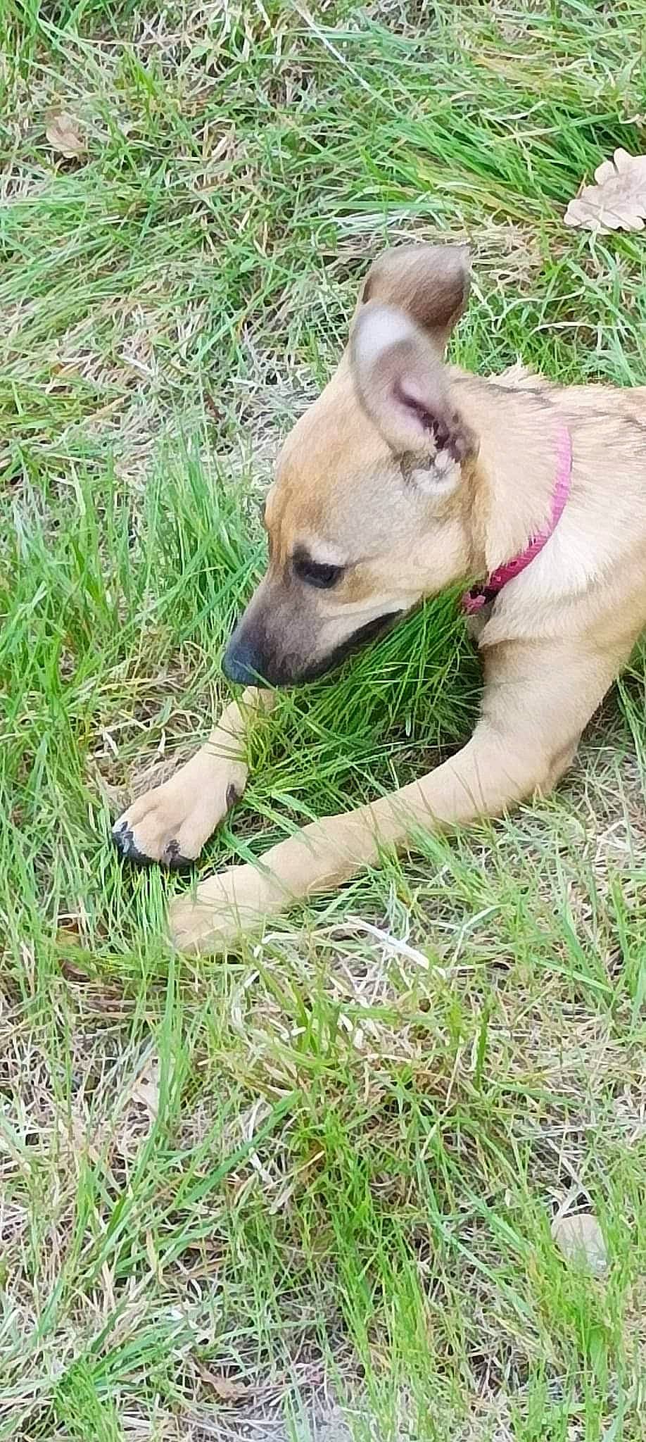 Fleur participe au concours pour gagner de l'argent avec cette photo : canidae, carnivore, collar, companion_dog, dog, dog_breed, dog_collar, fawn, grass, plant, puppy, sedge_family, snout, sporting_group, tail, terrestrial_animal, toy_dog, whiskers, working_animal