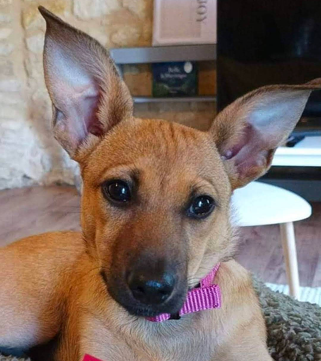 Fleur a rejoint le concours — aidez-le/la à gagner de superbes lots ! canidae, carnivore, companion_dog, dog, dog_breed, ear, eye, fawn, fur, head, puppy, snout, sporting_group, terrestrial_animal, toy_dog, whiskers, working_animal