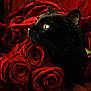 animal, beauty, black_cat, cat, closeup, contrast, dark_background, eye, feline, floral, flower, flowers, nature, pet, plant, portrait, red_roses, roses, still_life, whiskers