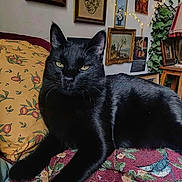 Merlin a rejoint le concours — aidez-le/la à gagner de superbes lots ! black_cat, cat, indoor, pillow, floral_pattern, wall_art, framed_pictures, fairy_lights, furniture, plant, lamp, cozy, relaxed, pet, domestic_animal, portrait, home_decor, animal, resting, yellow_pillow