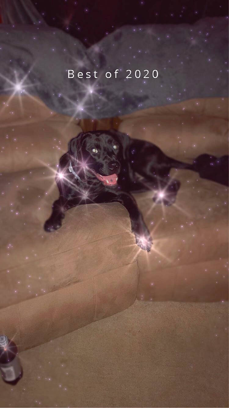 Luna joined the competition — help win amazing prizes! astronomical_object, canidae, carnivore, companion_dog, constellation, darkness, dog, dog_breed, fawn, felidae, fictional_character, flash_photography, font, midnight, photo_caption, sky, snout, space, sporting_group, whiskers