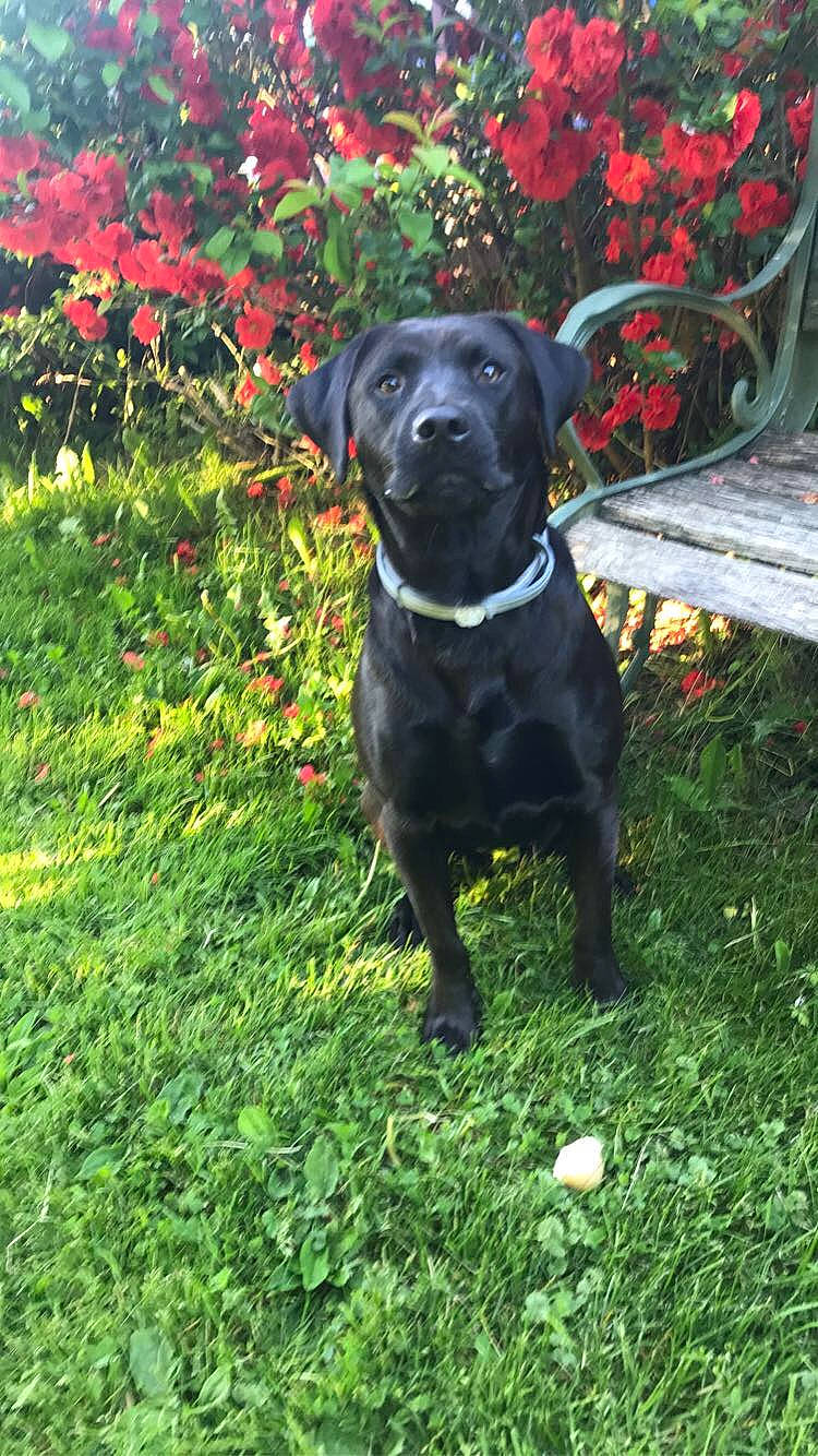 Luna joined the competition — help win amazing prizes! borador, carnivore, collar, companion_dog, dog, dog_breed, dog_collar, fawn, flower, grass, groundcover, gun_dog, labrador_retriever, liver, outdoor_furniture, plant, retriever, snout, whiskers, working_animal