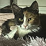 Honey is registered to the contest to win money with this photo: animal, background, calico, cat, close_up, cozy, cute, domestic_animal, feline, fur, indoor, mammal, pet, portrait, relaxed, resting, soft_blanket, texture, whiskers, yellow_eyes