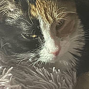 Honey is registered to the contest to win money with this photo: animal, blanket, calico, cat, close_up, cozy, cute, face, feline, fur, indoor, mammal, pet, portrait, resting, sleepy, soft, tabby, texture, whiskers