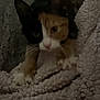 Honey joined the competition — help win amazing prizes! animal, bed, blanket, blurred, calico, cat, comfort, cozy, cute, feline, fur, home, indoor, paw, pet, resting, sleepy, soft_texture, warm, whiskers
