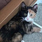 Honey is registered to the contest to win money with this photo: cat, calico, kitten, cardboard_box, litter_box, pet, animal, curious, indoor, feline, whiskers, ears, fur, playful, young, looking, closeup, cute, domestic, small