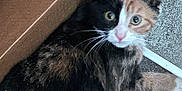 Honey is registered to the contest to win money with this photo: animal, calico, cardboard_box, cat, closeup, curious, cute, domestic, ears, feline, fur, indoor, kitten, litter_box, looking, pet, playful, small, whiskers, young