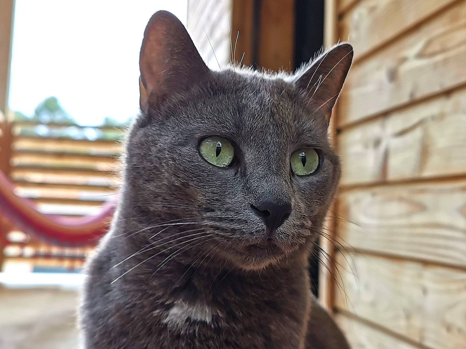 Kali participe au concours pour gagner de l'argent avec cette photo : carnivore, cat, domestic_short_haired_cat, felidae, fur, grey, russian_blue, small_to_medium_sized_cats, snout, terrestrial_animal, whiskers, window, wood