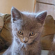 Sir Grayson is registered to the contest to win money with this photo: kitten, gray_cat, pet, animal, feline, cute, indoor, couch, cushion, fur, ears, whiskers, eyes, young, small, domestic, mammal, portrait, sitting, cozy
