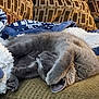 Sir Grayson is registered to the contest to win money with this photo: animal, blanket, cat, comfort, couch, cozy, cute, domestic_cat, feline, fur, gray_cat, home, indoor, nap, pet, pillow, relaxed, resting, sleeping, soft