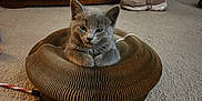 Sir Grayson joined the competition — help win amazing prizes! animal, cardboard, carpet, cat, cozy, curious, cute, electronics, floor, furniture, gray_cat, home, indoor, kitten, pet, playful, resting, shelf, sneakers, toy