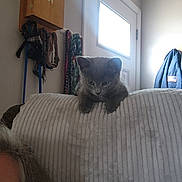 Sir Grayson joined the competition — help win amazing prizes! back_of_couch, coat, couch, curious, daylight, door, furniture, gray_cat, gray_hair, hanging_items, home, indoor, jacket, kitten, leashes, light, partial_face, pet, wall, window