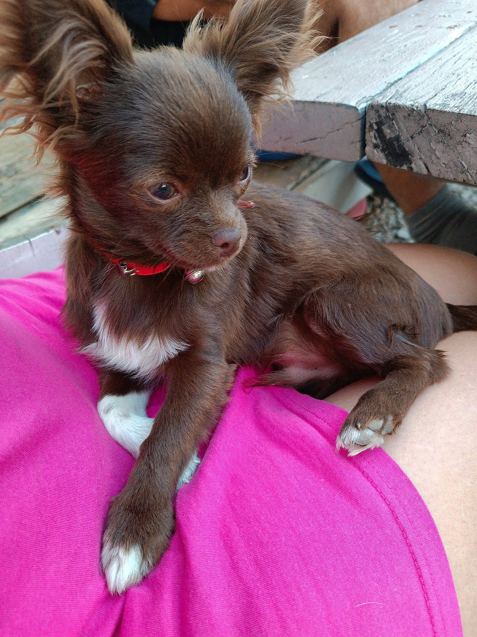 Groots a rejoint le concours — aidez-le/la à gagner de superbes lots ! canidae, carnivore, chihuahua, claw, companion_dog, dog, dog_breed, ear, fawn, fur, liver, magenta, paw, pink, snout, sporting_group, terrestrial_animal, toy_dog, whiskers, working_animal