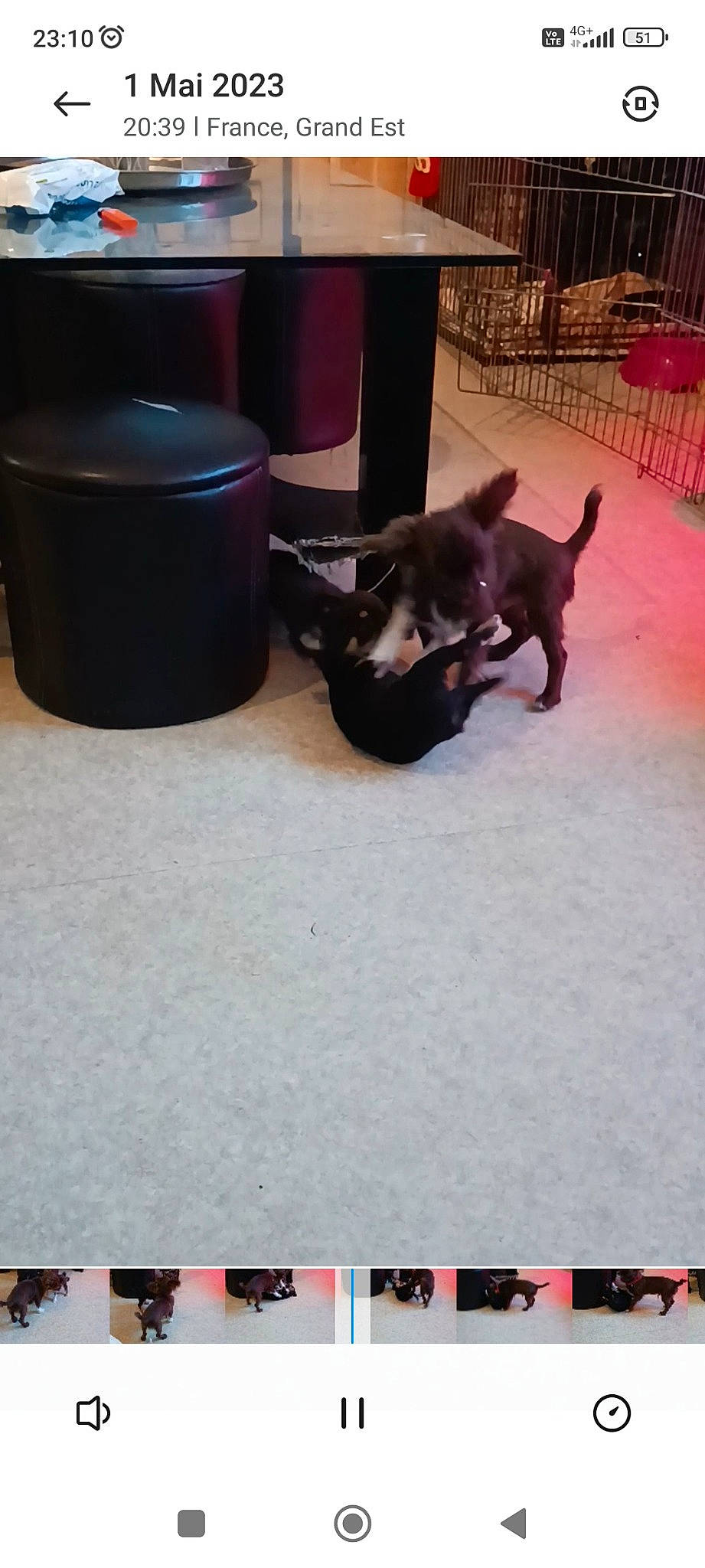 Groots a rejoint le concours — aidez-le/la à gagner de superbes lots ! black, black_cat, carnivore, comfort, companion_dog, dog, dog_breed, felidae, floor, flooring, mammal, pet_supply, rectangle, room, small_to_medium_sized_cats, tail, toy_dog, vertebrate, waste_containment, working_animal