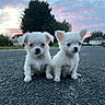 animal_portrait, asphalt, background, black_nose, clouds, cute, dogs, ears, fur, nature, outdoor, pets, puppies, road, sitting, sky, small_animals, sunset, trees, white_fur
