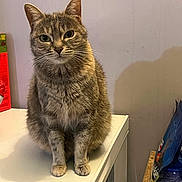 Skye participe au concours pour gagner de l'argent avec cette photo : cat, tabby, feline, pet, indoor, animal, sitting, fur, whiskers, ears, paws, curious, domestic, cute, mammal, looking, household, table, gray, white