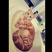 Flower joined the competition — help win amazing prizes! bathroom, cat, clean, container, curious, domestic_animal, ears, eyes, faucet, fur, household, indoor, orange_tabby, pet, relaxed, sink, soap, striped, tail, whiskers