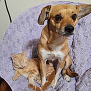 G-Bo joined the competition — help win amazing prizes! alert_dog, animal_pair, canine, cat, chair, companion, cozy, cute, dog, domestic_animal, feline, fur, indoor, orange_tabby, pet, purple_blanket, relaxing, resting, sleeping_cat, wooden_floor