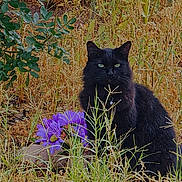 Haydez is registered to the contest to win money with this photo: animal, black_cat, bush, cat, collar, flora, fur, garden, green_eyes, leaf, mystery, nature, outdoor, pet, plant, purple_flowers, sitting, summer, sunlight, wild_grass