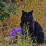 animal, black_cat, bush, cat, collar, flora, fur, garden, green_eyes, leaf, mystery, nature, outdoor, pet, plant, purple_flowers, sitting, summer, sunlight, wild_grass