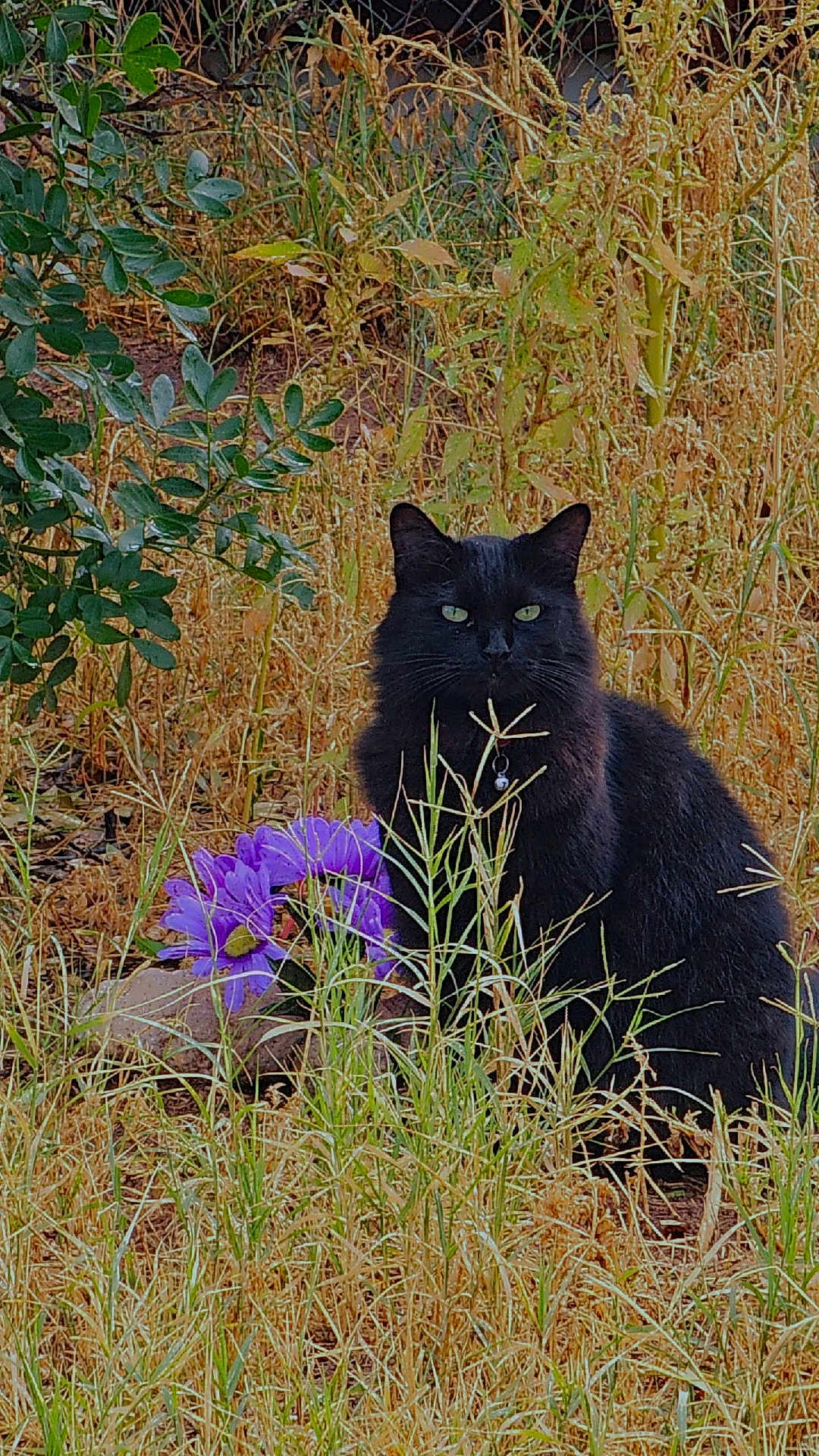 Haydez is registered to the contest to win money with this photo: animal, black_cat, bush, cat, collar, flora, fur, garden, green_eyes, leaf, mystery, nature, outdoor, pet, plant, purple_flowers, sitting, summer, sunlight, wild_grass