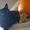 animal, autumn, bed, black_cat, blanket, cat, closeup, cozy, curious, fall, feline, fur, indoor, orange_pumpkin, pet, pumpkin, relaxed, soft_light, whiskers, yellow_eyes
