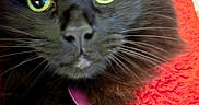 Haydez is registered to the contest to win money with this photo: animal, black_cat, blanket, cat, close_up, cozy, curious, domestic_cat, eye_reflection, feline, fluffy_fur, indoor, pet, portrait, red_blanket, snuggling, soft_fur, texture, whiskers, yellow_eyes