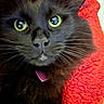 animal, black_cat, blanket, cat, close_up, cozy, curious, domestic_cat, eye_reflection, feline, fluffy_fur, indoor, pet, portrait, red_blanket, snuggling, soft_fur, texture, whiskers, yellow_eyes