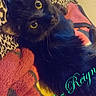 animal, black_cat, blanket, cat, closeup, colorful, cozy, cute, domestic_cat, eyes, feline, fur, indoor, leopard_print, looking, name_text, pet, portrait, resting, text_overlay