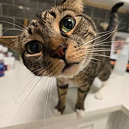 Akela is registered to the contest to win money with this photo: cat, tabby_cat, pet, animal, close_up, portrait, whiskers, green_eyes, brown_fur, striped_fur, curious, alert, nose, ears, face, indoor, bathroom, countertop, reflection, humorous