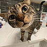 cat, tabby_cat, pet, animal, close_up, portrait, whiskers, green_eyes, brown_fur, striped_fur, curious, alert, nose, ears, face, indoor, bathroom, countertop, reflection, humorous