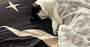 Saint joined the competition — help win amazing prizes! animal, bed, black_and_white_cat, blanket, cat, comfort, cozy, cute, domestic_cat, feline, fur, home, indoor, nap, pet, quiet, relaxation, resting, sleeping, soft