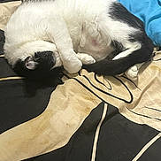 Saint is registered to the contest to win money with this photo: animal, bedspread, black_and_white, blanket, cat, cozy, curled_up, cute, domestic, feline, fur, indoor, paw, peaceful, pet, quiet, relaxing, resting, sleeping, soft
