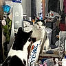 Saint joined the competition — help win amazing prizes! black_and_white, bottle, cat, clutter, container, curious, decorations, feline, flower, household_items, indoor, license_plate, light, mirror, photo_frame, plastic_bag, reflection, room, table, window
