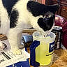 Saint is registered to the contest to win money with this photo: animal, black_and_white, black_ear, cat, close_up, curious, domestic, drinking, feline, household, indoor, mug, papers, pet, soda_can, table, wallet, white_paw, wooden_table, yellow_drink