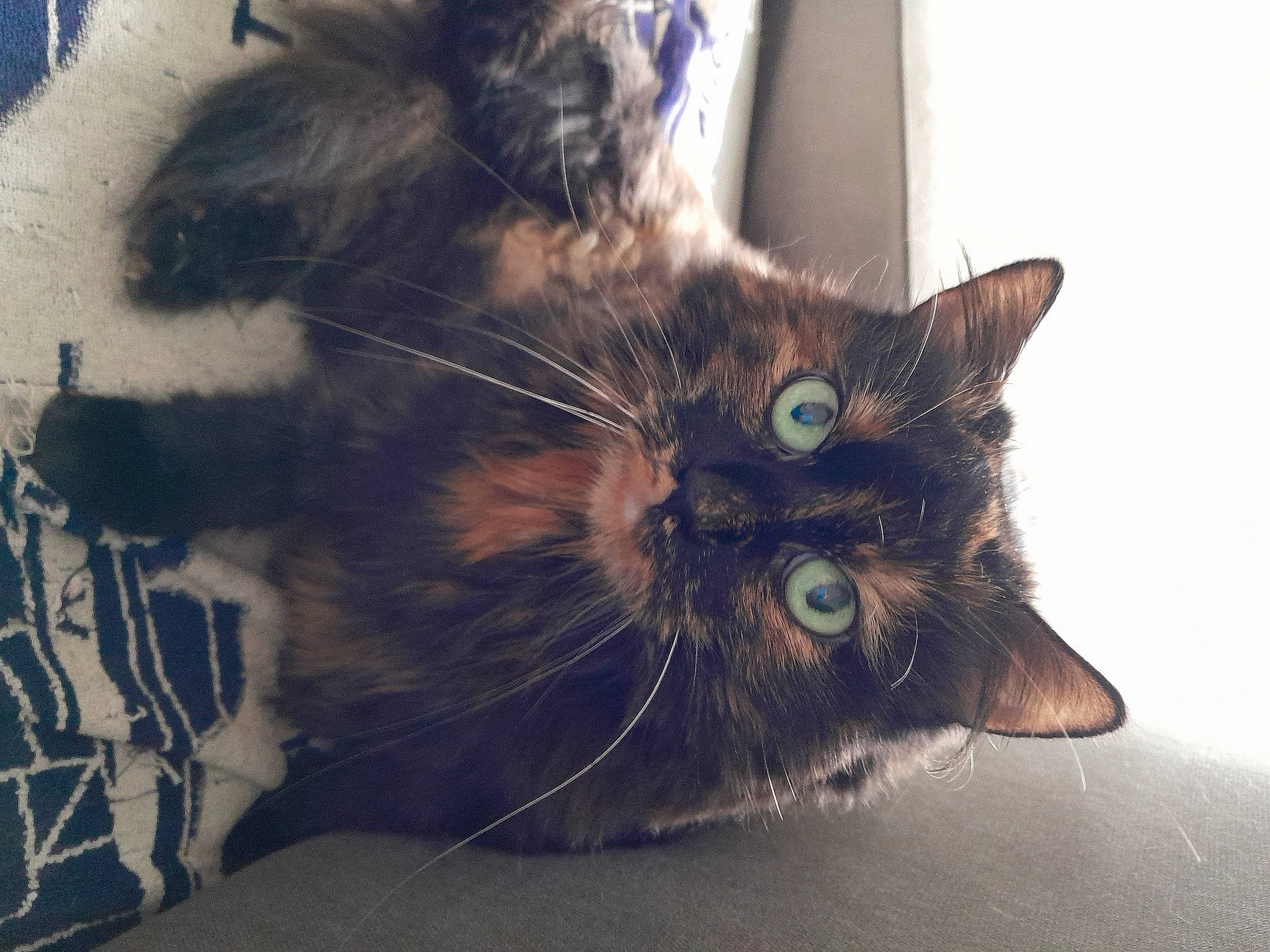 Chloé participe au concours pour gagner de l'argent avec cette photo : black_cat, carnivore, cat, claw, domestic_short_haired_cat, ear, electric_blue, felidae, fur, paw, small_to_medium_sized_cats, tail, whiskers, window