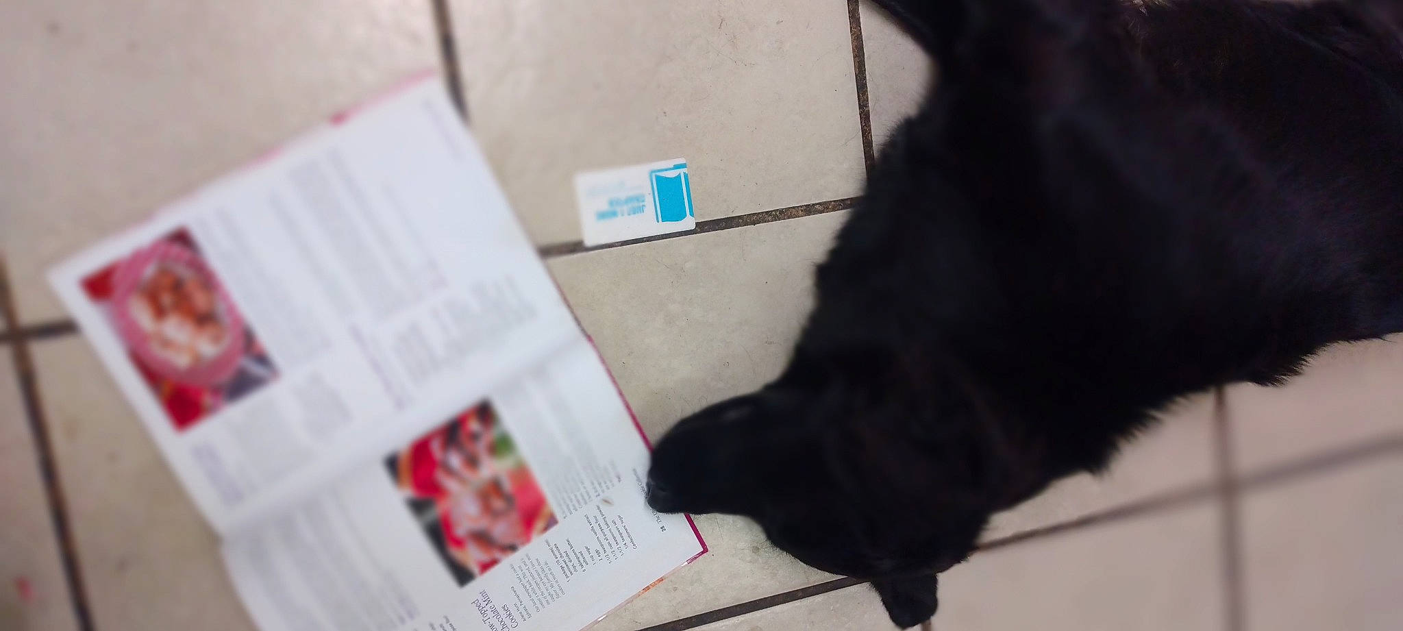 Sadie is registered to the contest to win money with this photo: canidae, carmine, carnivore, claw, companion_dog, dog_breed, event, felidae, flooring, font, foot, fur, news, newspaper, paper, paper_product, publication, small_to_medium_sized_cats, tail, working_animal