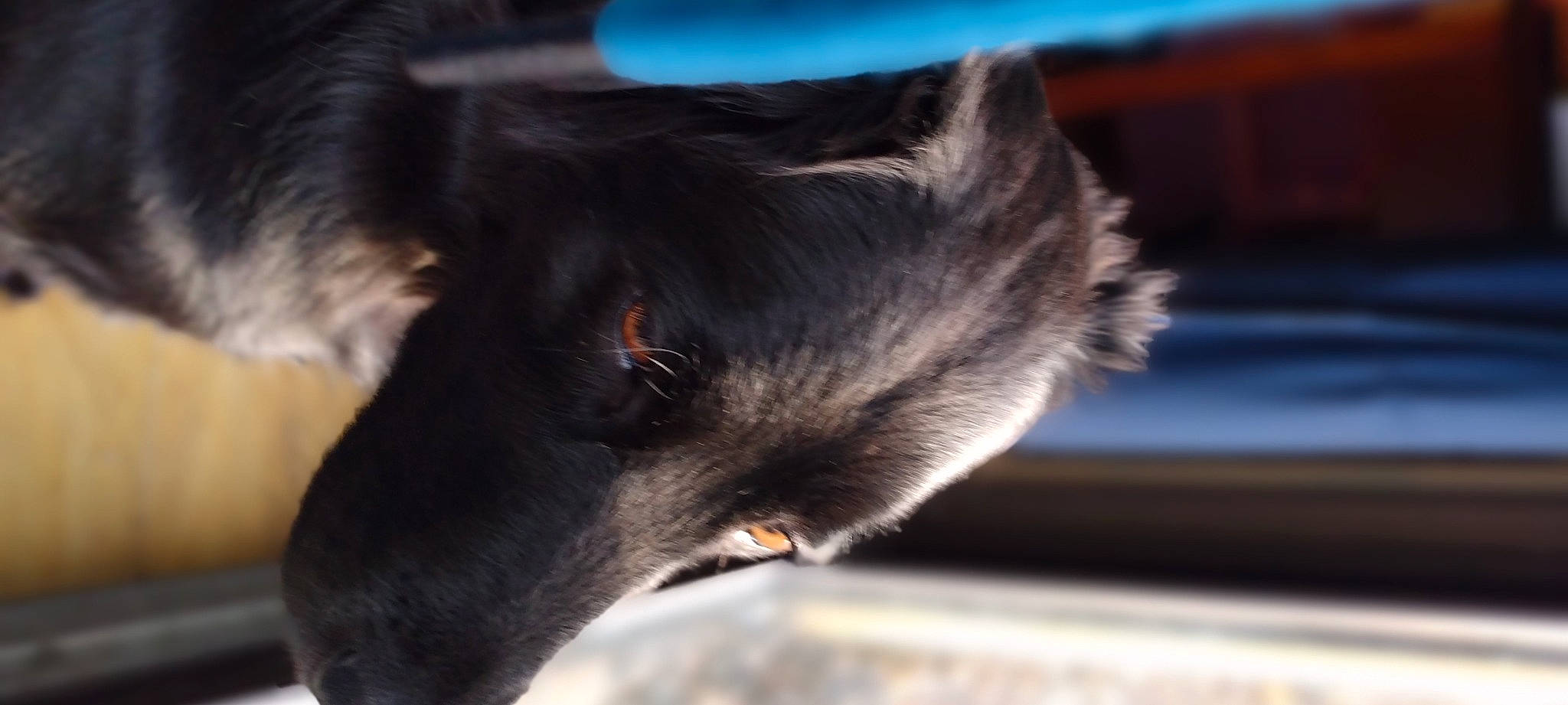 Sadie joined the competition — help win amazing prizes! canidae, carnivore, claw, companion_dog, dog, dog_breed, felidae, fur, non_sporting_group, sporting_group, terrestrial_animal, whiskers, wildlife, working_animal, working_dog