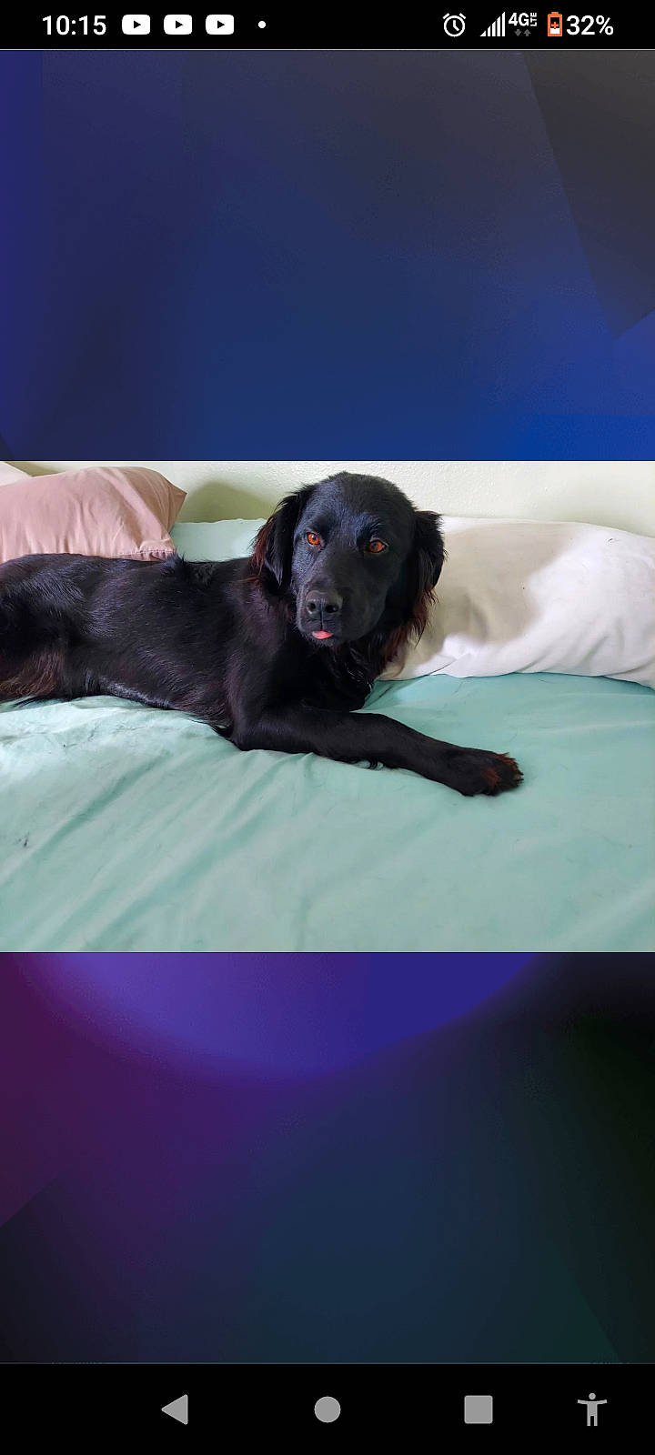 Sadie is registered to the contest to win money with this photo: bed, bedding, borador, canidae, carnivore, comfort, companion_dog, dog, dog_breed, dog_supply, electric_blue, fur, gun_dog, linens, liver, magenta, sleeve, snout, sporting_group, working_animal