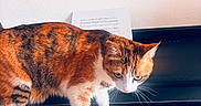 Mokka a rejoint le concours — aidez-le/la à gagner de superbes lots ! cat, calico_cat, piano, musical_instrument, keyboard, sheet_music, map, indoor, animal, pet, curious, white_wall, black_piano, music, keys, feline, domestic_cat, playing, walking, closeup