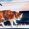 cat, calico_cat, piano, musical_instrument, keyboard, sheet_music, map, indoor, animal, pet, curious, white_wall, black_piano, music, keys, feline, domestic_cat, playing, walking, closeup