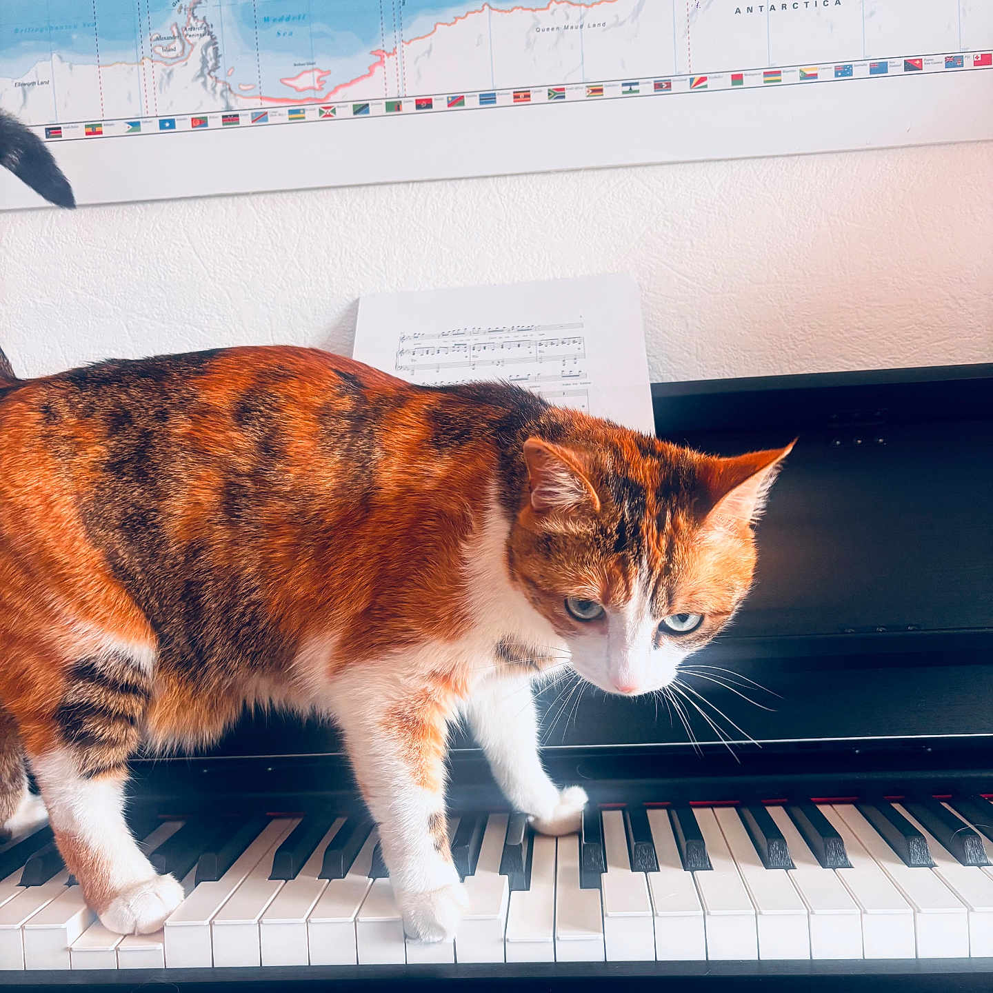 Mokka a rejoint le concours — aidez-le/la à gagner de superbes lots ! cat, calico_cat, piano, musical_instrument, keyboard, sheet_music, map, indoor, animal, pet, curious, white_wall, black_piano, music, keys, feline, domestic_cat, playing, walking, closeup