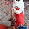 Mokka a rejoint le concours — aidez-le/la à gagner de superbes lots ! cat, calico_cat, sock, foot, red_sock, jeans, carpet, rug, indoor, living_room, furniture, curious, pet, animal, holding, hind_legs, floor, home, cozy, domestic