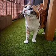Mokka participe au concours pour gagner de l'argent avec cette photo : cat, calico_cat, indoor, curious, animal, pet, feline, whiskers, ears, green_floor, artificial_grass, wooden_furniture, flooring, looking_up, domestic_animal, cute, small_animal, mammal, household, closeup