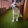cat, calico_cat, indoor, curious, animal, pet, feline, whiskers, ears, green_floor, artificial_grass, wooden_furniture, flooring, looking_up, domestic_animal, cute, small_animal, mammal, household, closeup