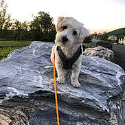 Darby is registered to the contest to win money with this photo: dog, white_dog, rock, outdoor, sunset, grass, trees, leash, curious, pet, nature, residential_area, path, harness, animal, sky, quiet, landscape, cute, companion