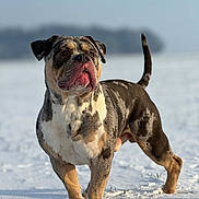Karat participe au concours pour gagner de l'argent avec cette photo : alert, animal, background_blur, canine, cold, daylight, dog, ears, fur, landscape, majestic, muzzle, nature, outdoor, paw, pet, snow, standing, tail, winter