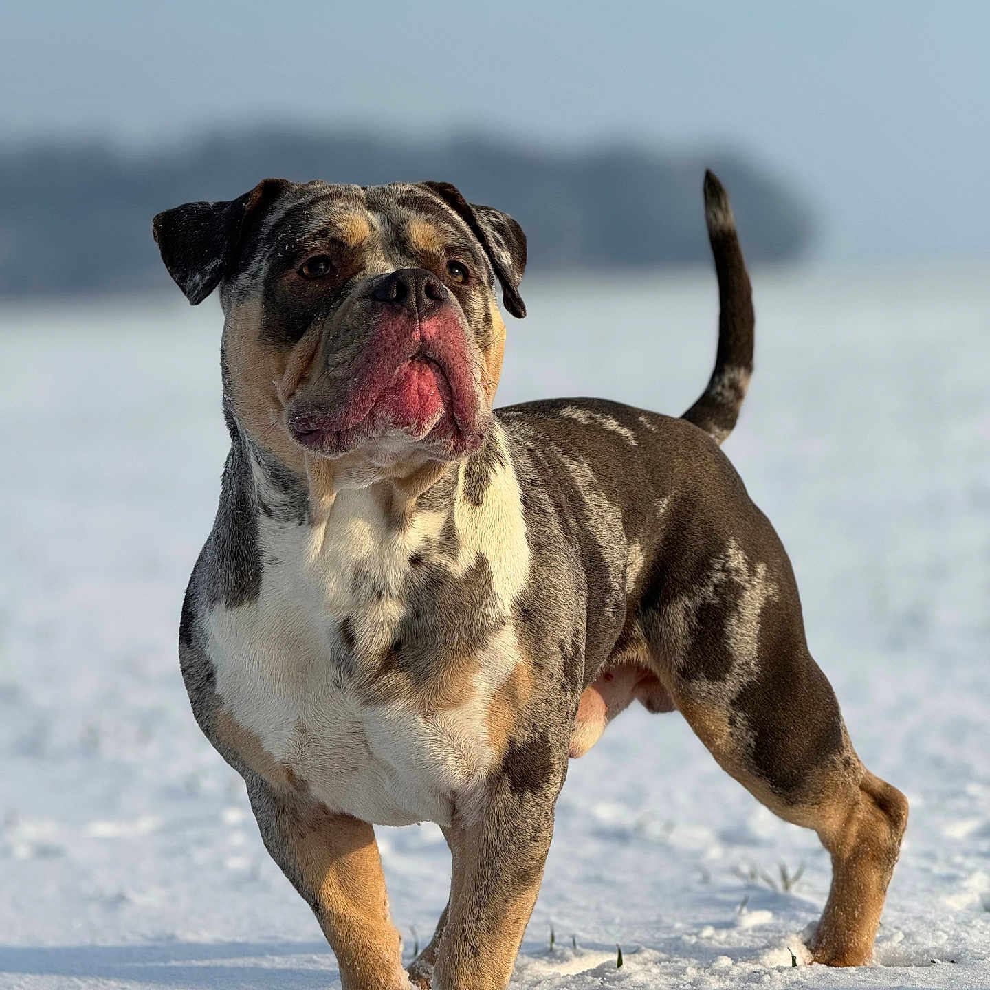 Karat participe au concours pour gagner de l'argent avec cette photo : alert, animal, background_blur, canine, cold, daylight, dog, ears, fur, landscape, majestic, muzzle, nature, outdoor, paw, pet, snow, standing, tail, winter