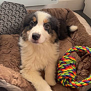 Sky participe au concours pour gagner de l'argent avec cette photo : puppy, dog, dog_bed, toy, rope_toy, brown, white, black, fur, cute, indoor, pet, animal, floor, relaxed, playful, young, tricolor, cozy, companion